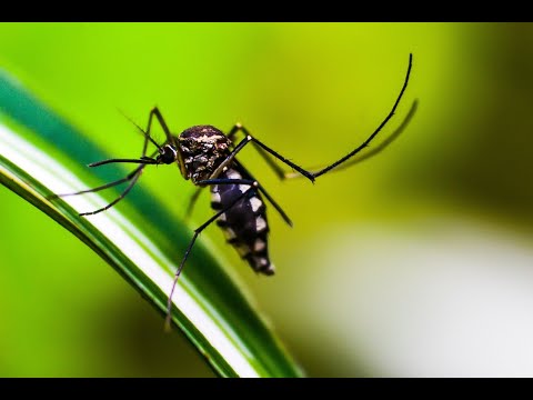 &quot;Unveiling the Hidden Dangers of Dengue: The Lesser-Known Truths Behind mosquito virus