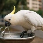 Los cacatúas superan la vida urbana nuevamente: los genios emplumados de Sídney dominan las fuentes de beber en 2025.
